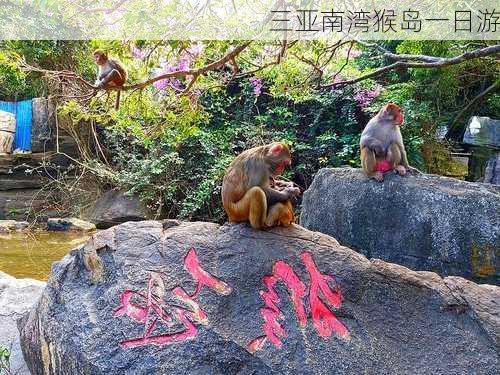 三亚南湾猴岛一日游